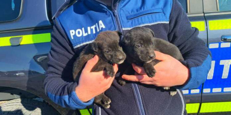Reținut pentru rănirea sau schingiuirea animalelor