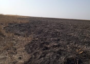 Garda de Mediu a sesizat Parchetul de pe lângă Judecătoria Brăila, ca urmare a incendierii vegetației uscate și stufului din două arii protejate situate în extravilanul UAT Tudor Vladimirescu