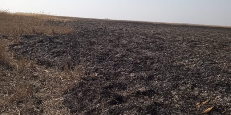Garda de Mediu a sesizat Parchetul de pe lângă Judecătoria Brăila, ca urmare a incendierii vegetației uscate și stufului din două arii protejate situate în extravilanul UAT Tudor Vladimirescu