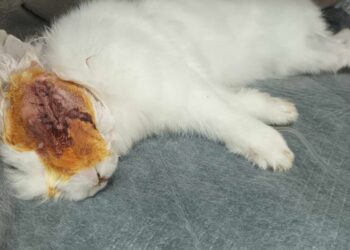 Iepuraș bătut cu bestialitate și aruncat la tomberon în Giurgiu
