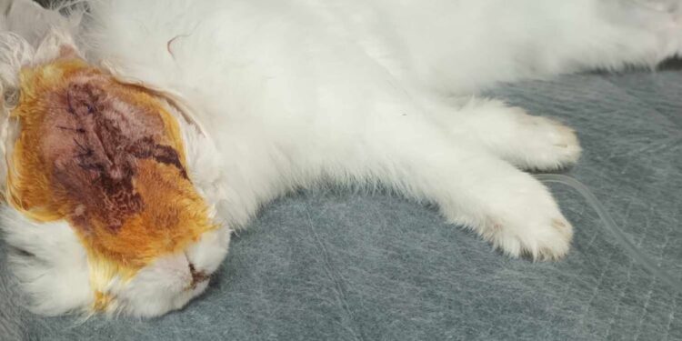 Iepuraș bătut cu bestialitate și aruncat la tomberon în Giurgiu