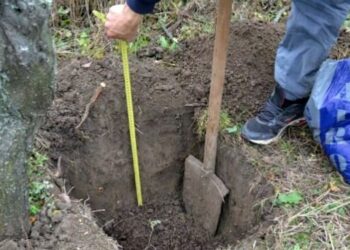 Romsilva va reîmpăduri peste 340 de hectare fond forestier afectate de calamități, cu fonduri din PNRR, din care 43,93 hectare sunt administrate de Direcția Silvică Brăila