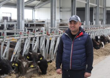 Acuzat că încasează subvenții pentru animale care nu există, președintele PNL Brăila Alexandru Popa și-a prezentat ferma de îngrășare tăurași populată cu 600 de capete