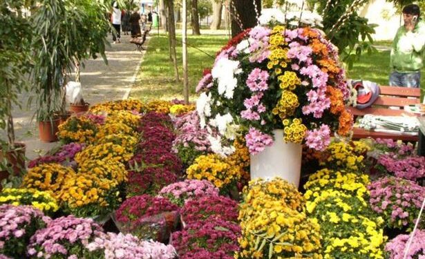 ITM Brăila a controlat firmele care cultivă și comercializează plante și flori