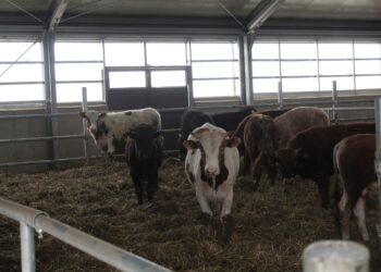 Sprijin financiar în valoare de 2,66 milioane lei pentru crescătorii de animale