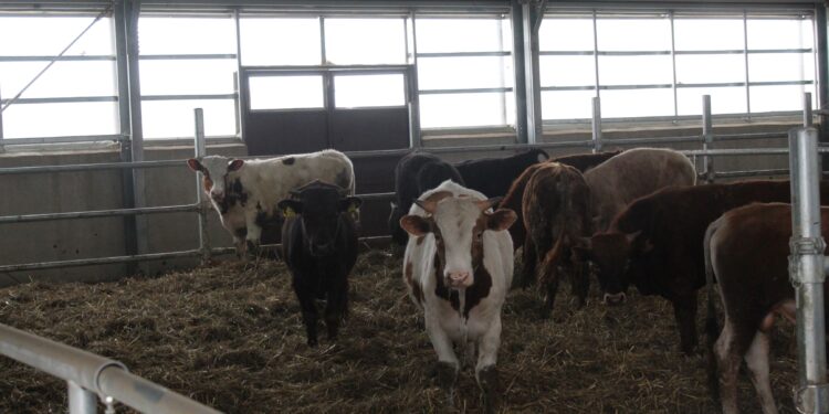 Sprijin financiar în valoare de 2,66 milioane lei pentru crescătorii de animale