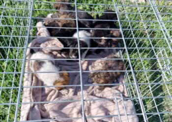 Polițiștii au plasat în adăpost opt exemplare canine