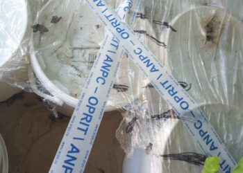 Produse expirate de aproape doi ani găsite de comisarii CJPC Brăila la depozitul de produse alimentare al SC Hemlig Company SRL