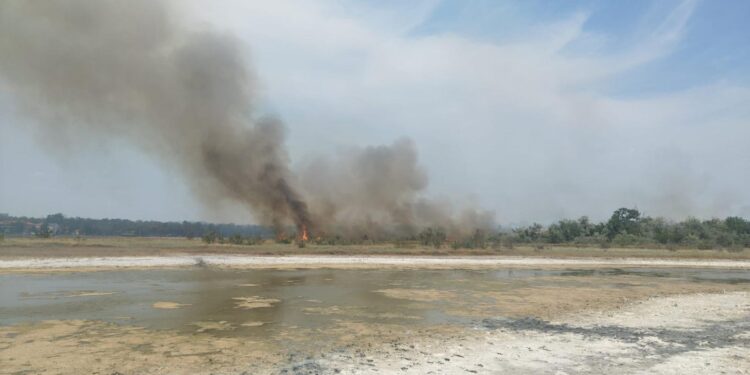 Jandarmii brăileni solicitați să îndepărteze persoanele aflate în zona cuprinsă de incendiu în apropierea Pădurii Stejaru