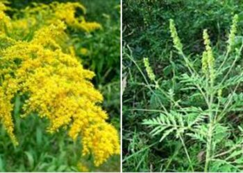 Ambrozia- planta care îți poate produce alergii