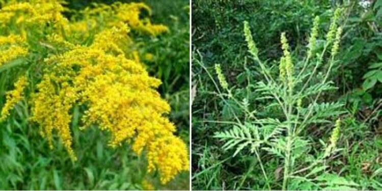 Ambrozia- planta care îți poate produce alergii