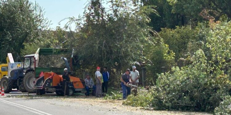 Brăilenii care locuiesc în vecinătatea locului unde se construiește noul supermarket Kaufland din Vidin, indignați de faptul că au fost tăiați copacii din zonă