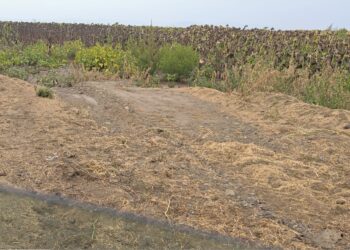 Amendă de 50.000 de lei aplicată de Garda de Mediu unui operator economic care a incendiat deșeuri în Insula Mare a Brăilei