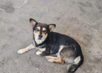 Animal în pericol, salvat de polițiștii din cadrul Biroului pentru Protecția Animalelor