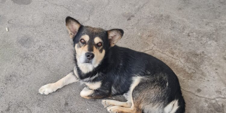Animal în pericol, salvat de polițiștii din cadrul Biroului pentru Protecția Animalelor