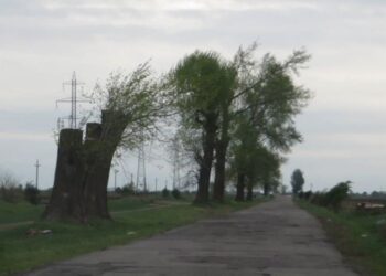575 de arbori amplasați pe aliniamentul unor drumuri județene vor fi tăiați și valorificații prin licitație publică