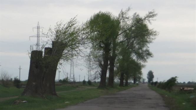 575 de arbori amplasați pe aliniamentul unor drumuri județene vor fi tăiați și valorificații prin licitație publică