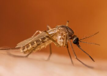 S-au înmulțit numărul de cazuri de meningită cu virusul West  Nile pe teritoriul Județului Brăila