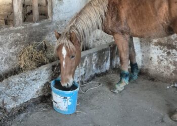 Video: Cabalină abandonată, plasată în adăpost