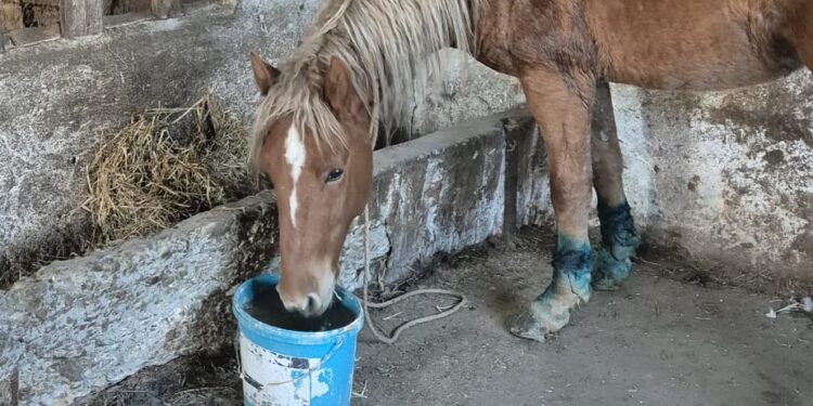 Video: Cabalină abandonată, plasată în adăpost