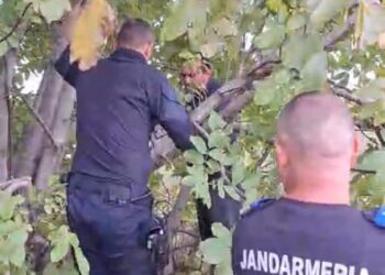 Jandarmii de la Detașamentului 3 Oprișănești au salvat un cățel prins cu capul între crengile unui pom