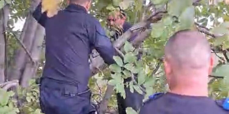 Jandarmii de la Detașamentului 3 Oprișănești au salvat un cățel prins cu capul între crengile unui pom