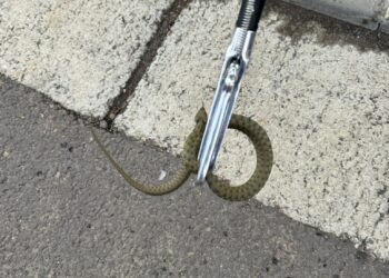 Jandarmii brăileni solicitați prin apel 112 pentru capturarea unui șarpe