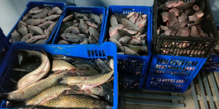 PESTE 700 DE KG DE PEȘTE, INDISPONIBILIZATE DE POLIȚIȘTII DE LA TRANSPORTURI