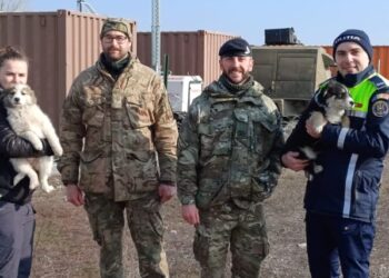 Gest de compasiune: Patru căței salvați de un soldat britanic în timpul unui exercițiu militar la Smârdan