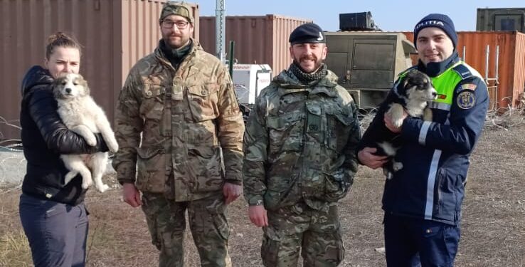 Gest de compasiune: Patru căței salvați de un soldat britanic în timpul unui exercițiu militar la Smârdan
