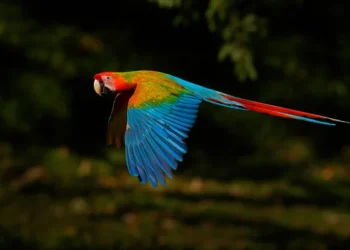 Papagal dintr-o specie protejată folosit în scop lucrativ, expunere către public în scopuri comerciale