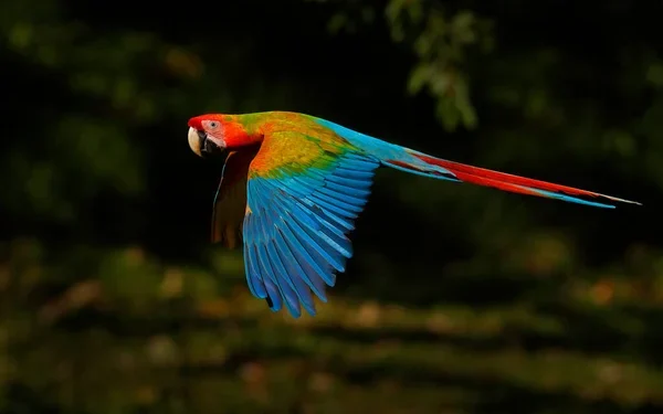 Papagal dintr-o specie protejată folosit în scop lucrativ, expunere către public în scopuri comerciale