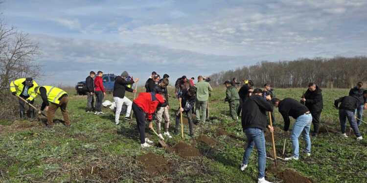 Acțiune de plantare de stejar și frasin în zona orașului Însurăței