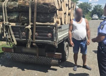 Depistat transportând material lemnos fără documente de proveniență