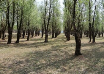 Prime acordate nejustificat la Direcția Silvică Brăila deși se înregistrau pierderi