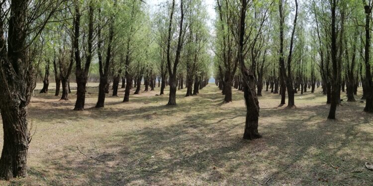 Prime acordate nejustificat la Direcția Silvică Brăila deși se înregistrau pierderi