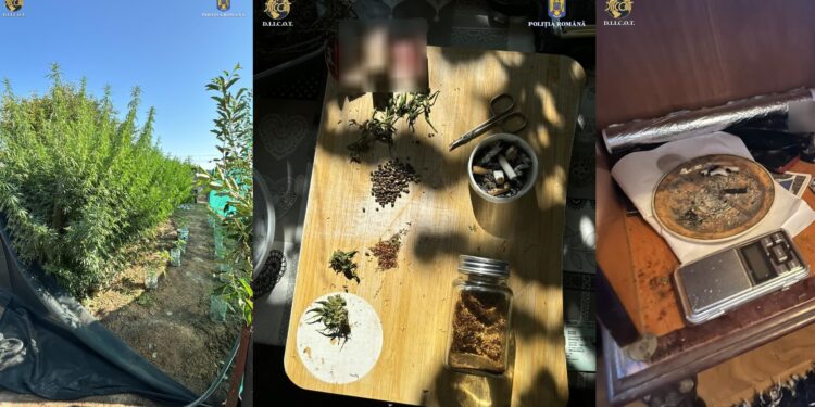 Cultură de canabis în județul Tulcea