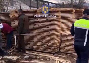 combaterea faptelor ilicite în domeniul silvic