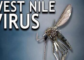 Trei cazuri de infecție cu virusul West Nile, înregistrate de la începutul lunii iunie, potrivit DSP Brăila