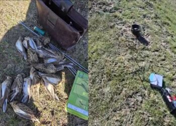 COMBATEREA BRACONAJULUI CINEGETIC