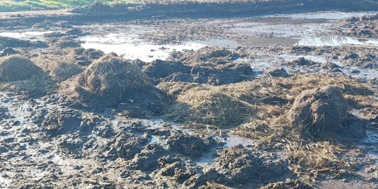 Nereguli găsite de Garda de Mediu la 3 ferme de creșterea animalelor din comuna Galbenu