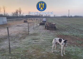 Percheziții domiciliare în comuna Șuțești și satul Constantinești