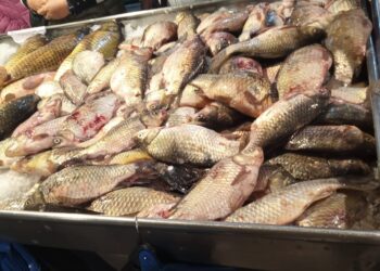 Controale ale Gărzii de Mediu în magazinele specializate de comercializare a peștelui și piețele agroalimentare