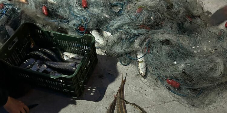 dosar penal întocmit sub aspectul săvârșirii infracțiunilor prevăzute de Legea 176/2024 privind pescuitul și protecția resursei acvatice vii