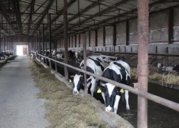 Au fost aprobate plafoanele alocate ajutoarelor naționale tranzitorii în sectoarele vegetal şi zootehnic, pentru anul de cerere 2025