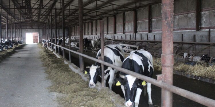 Au fost aprobate plafoanele alocate ajutoarelor naționale tranzitorii în sectoarele vegetal şi zootehnic, pentru anul de cerere 2025