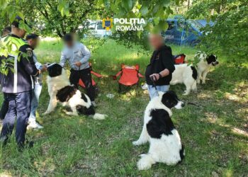 Polițiștii din cadrul Biroului pentru Protecția Animalelor au fost prezenți la competițiile chinologice desfășurate pe raza Taberei din Stațiunea Lacu-Sărat