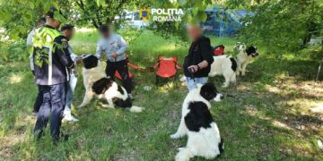 Polițiștii din cadrul Biroului pentru Protecția Animalelor au fost prezenți la competițiile chinologice desfășurate pe raza Taberei din Stațiunea Lacu-Sărat
