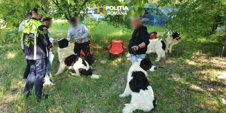 Polițiștii din cadrul Biroului pentru Protecția Animalelor au fost prezenți la competițiile chinologice desfășurate pe raza Taberei din Stațiunea Lacu-Sărat