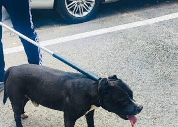 Câine din rasa Amstaff lăsat nesupravegheat pe stradă